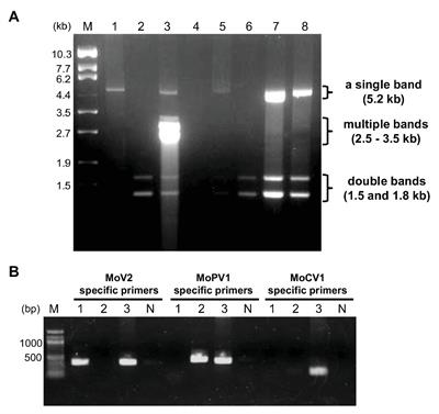 Population Structure of Double-Stranded RNA Mycoviruses That Infect the Rice Blast Fungus Magnaporthe oryzae in Japan